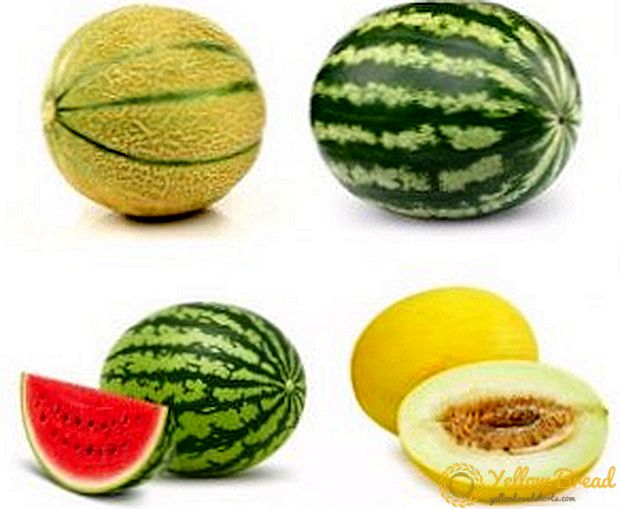 Liste over arter af meloner