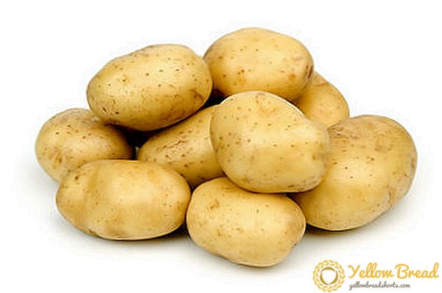 Približavamo se uzgoj krompira: savjete o tome kako dobijati dobar usev bez opuštanja i hlađenja