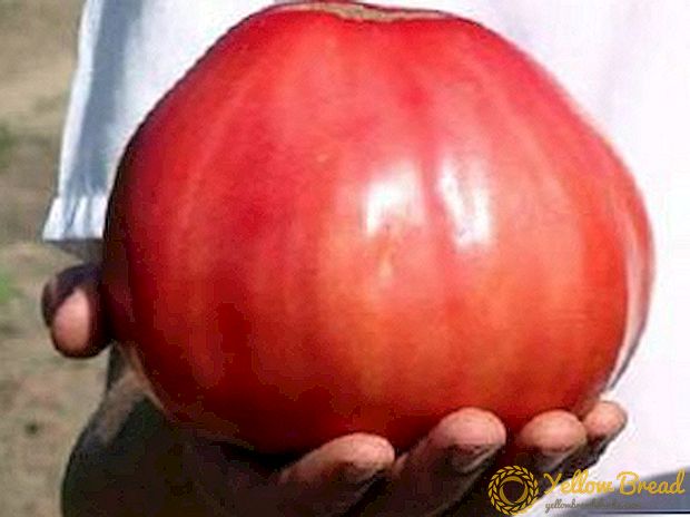 غول شیرین - Pink Honey Tomato: ویژگی ها و توصیف انواع، عکس گوجه فرنگی رسیده، گوجه فرنگی های بزرگ شده و کنترل آفات