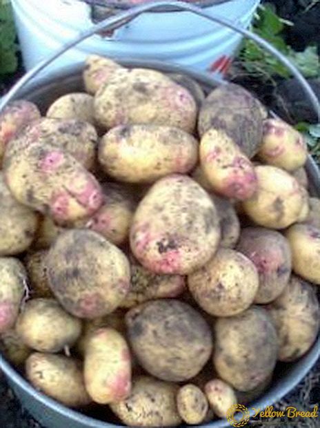 Many-sided “Sorokodnevka” potatoes: variety description, photo, growing tips
