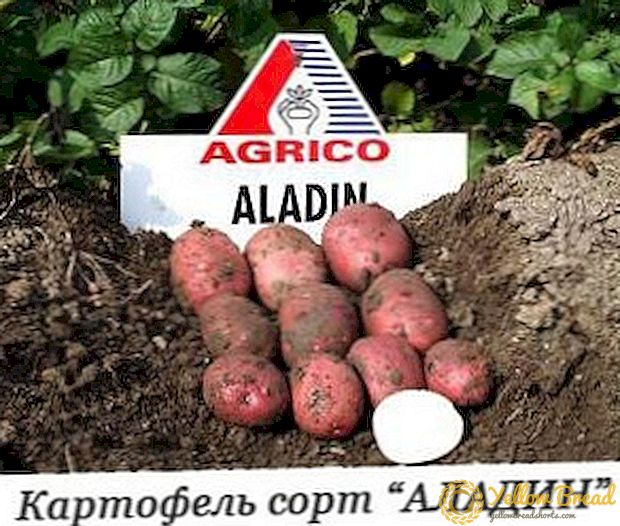 Katamtamang late potato variety Aladdin: mga katangian, paglalarawan ng iba't, larawan