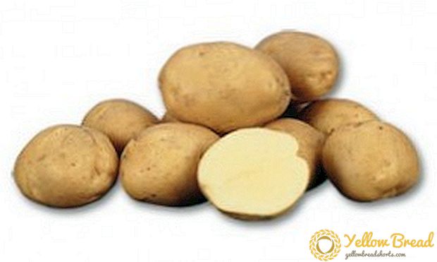 Medium early potato 