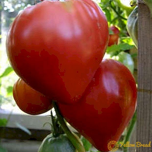 Miracle in Red - Beskrivning av egenskaperna hos en mängd olika tomater 