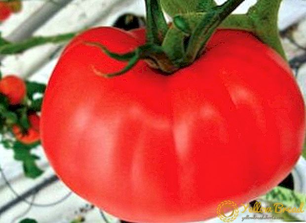 Nyt appetittvekkende utvalg av tomater Grandma's Secret: utvalgsbeskrivelse, foto, egenskaper