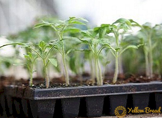 Đất cần thiết cho cây cà chua và ớt là gì? Lựa chọn xe tăng, ngày trồng và xử lý hạt giống trước khi gieo, cách chăm sóc cây con