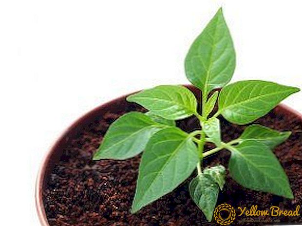 The rules and terms of planting Bulgarian pepper: when to plant on seedlings, especially the sowing of seeds on the lunar calendar, care, transplanting and feeding