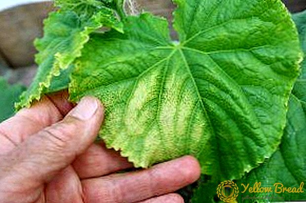 Vi beskriver de vigtigste sygdomme hos agurkplantager: symptomer med fotos, kontrolforanstaltninger og forebyggelse