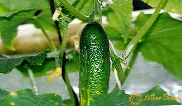 Aanbevelings vir die groei van komkommers in 'n woonstel, huis of kelder: watter verskeidenheid om te kies, wanneer dit beter is om te plant, hoe om behoorlik te sorg