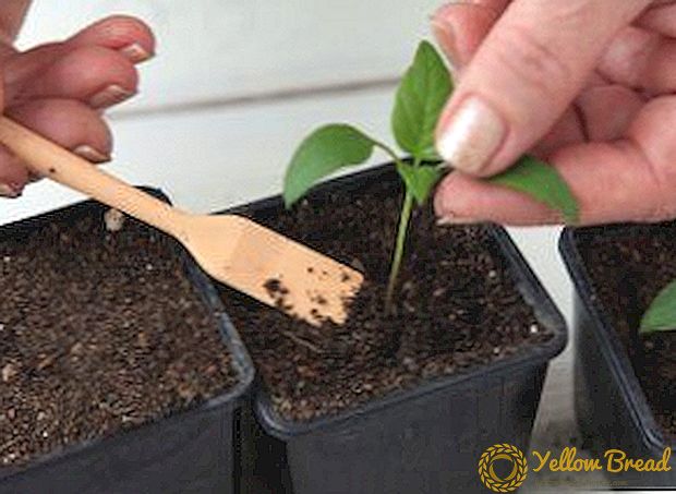 תנאי ותכונות של פלפל חצילים לקטוף: איך להכין את הצמחים ואת הטיפול שלהם לאחר ההליך
