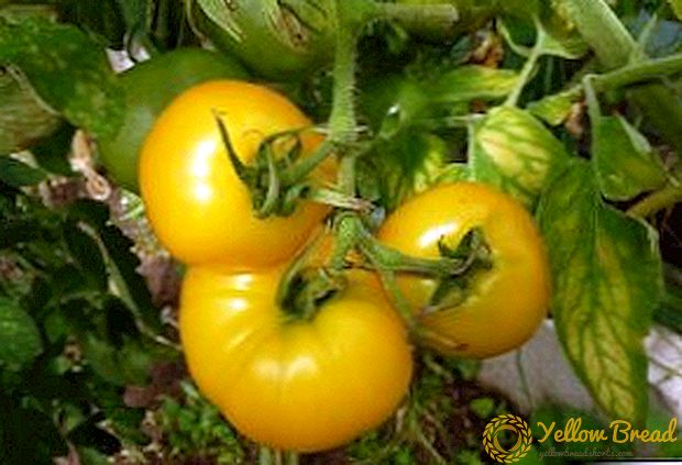Diätetische Tomatensorte 