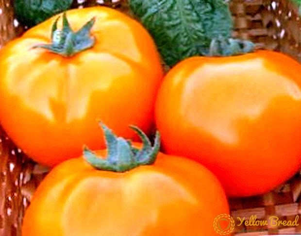 Oransje mirakel - tomat 