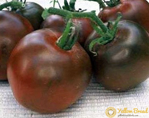 Alkuperäinen Brown Sugar Variety - Tomaatit tummilla hedelmillä
