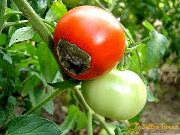 Gennemgang af sorter af tomater til drivhus og åben jord modstandsdygtig over for sen blight