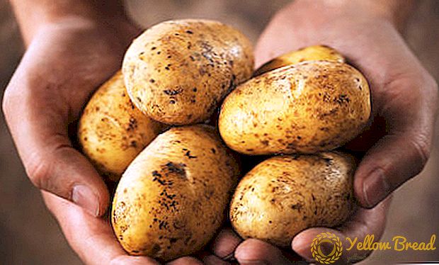 Cara mengumpul baldi kentang dari satu belukar: arahan langkah demi langkah untuk menanam tanaman dalam kotak dan kotak tanpa bawah