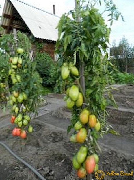 Minusinsk 종축에서 저항 토마토 