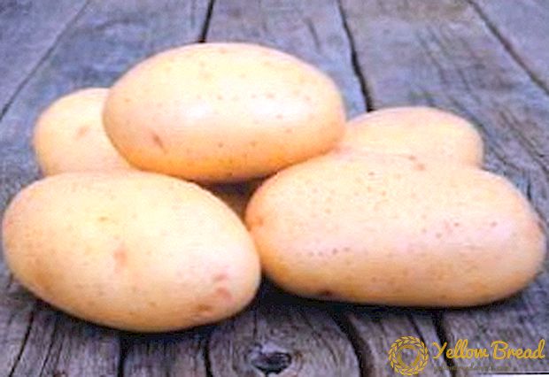 Veelbelovende Nederlandse aardappel Taisiya: rasbeschrijving, kenmerken, foto's