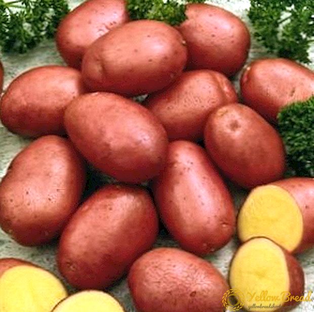 Holandés prometedor - Variedade de pataca vermella Fantasia: característica e descrición da variedade