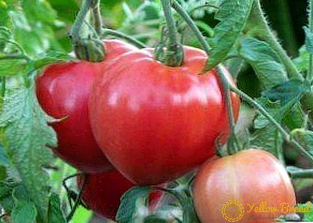 素晴らしい新種のトマト「アバカンスキピンク」 - どこでどのように成長するか、特性の説明、トマトの写真