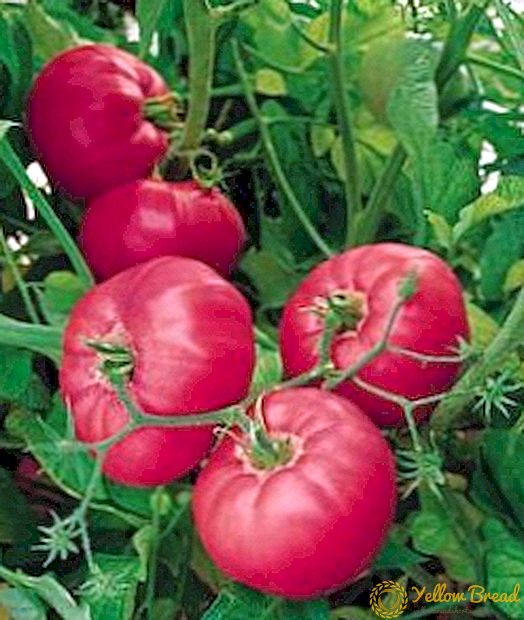 Roze klassiekers in uw kas - de beschrijving van een graad van een tomaat 
