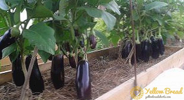 Praktiese wenke oor hoe om aubergines in Siberië te groei? Stap-vir-stap instruksies om 'n verskeidenheid te kies vir die aanplant en versorging van saailinge in die oop veld