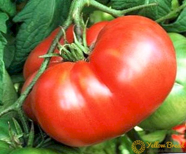 Tomat popilè ak gou gwo - Tomat Pen-bay: deskripsyon varyete, karakteristik yo, foto
