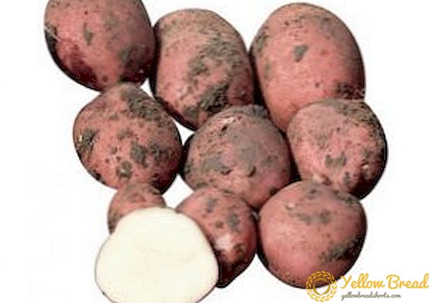 مقاومة البطاطا الخنافس كولورادو 