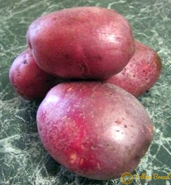 Meja Rocco kentang: berbagai deskripsi, foto, karakteristik