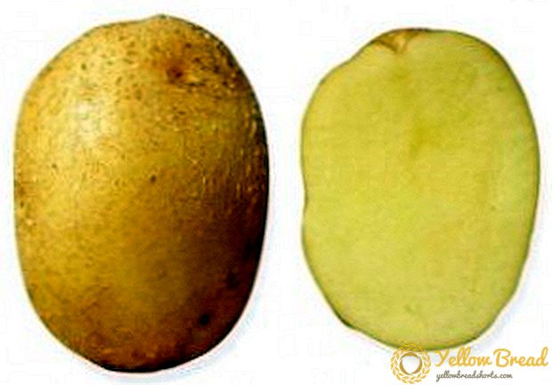 Variety of potato 