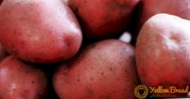 פרימיום אירופי אסטריקס תפוחי אדמה: תיאור מגוון, צילום, מאפיינים