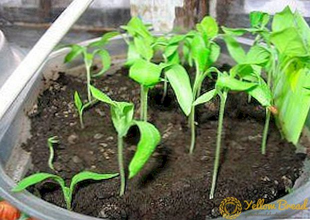 Why eggplant seedlings stretched out? What to do and how to help her? Possible causes and ways to prevent stretch