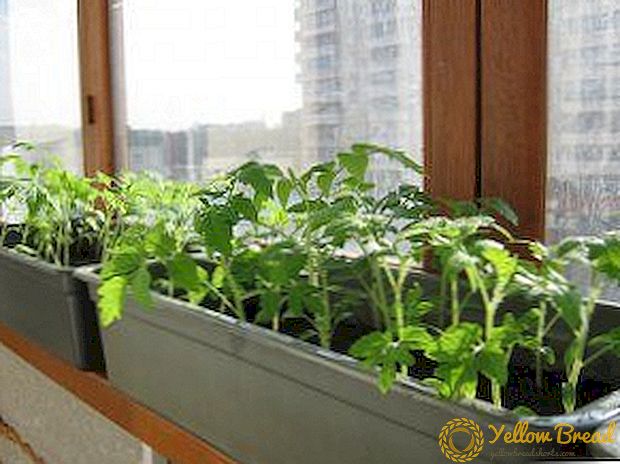 Behoorlike verbouing van pepers van saad by die huis: hoe om sade te kies en saailinge op die venster te groei