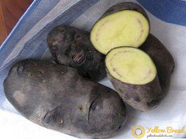 Purple Miracle - Variety of Potato Potatoes: foto's, kenmerken en beschrijving van de wortelgroente