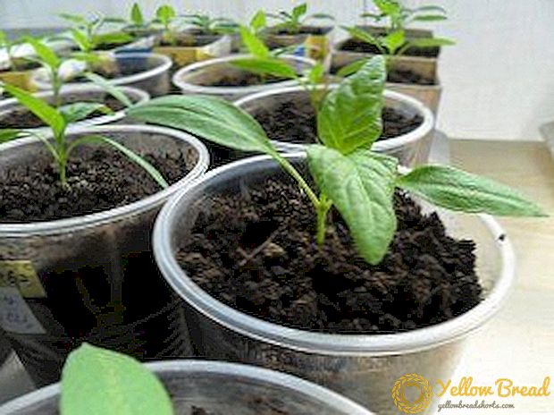 Steg for trin algoritme til voksende peber: plantning og pleje af kimplanter, rettidig plukning, korrekt klemning, hærdning og plantning i åben grund