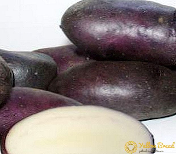 Teka-teki patch kentang - deskripsi dan karakteristik kentang 