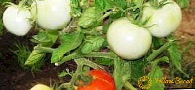Zal blij zijn met de oogst, zelfs in slechte weersomstandigheden - de sneeuw luipaard tomaat: beschrijving van het ras