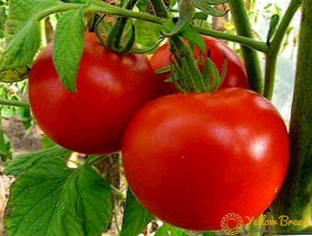Relatief nieuw, maar al geliefd bij veel groentetelers, variëteit aan tomaten 