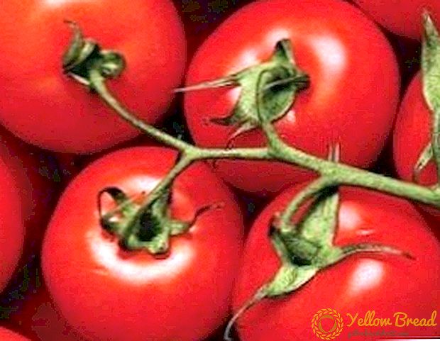 Resistant to heat and cold, “White filling” tomato: description and characteristics of the variety, especially the cultivation of tomatoes