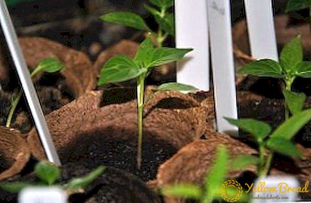 Ons vind uit hoe om pepers te plant vir saailinge in turfpotte: voorbereiding vir aanplant, oorplantingsreëls, wenke om jong plante aan te plant.
