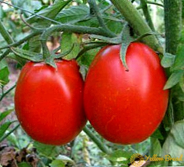 Rusia awal matang, tomato sangat berbuah 