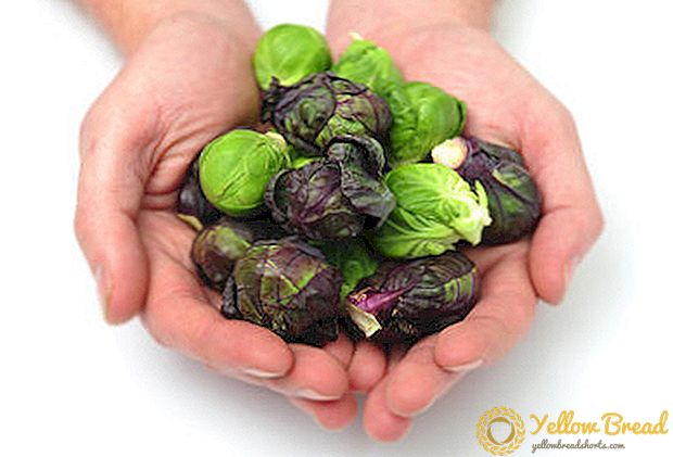 Απλές και χρήσιμες συνταγές για τα λαχανάκια Βρυξελλών