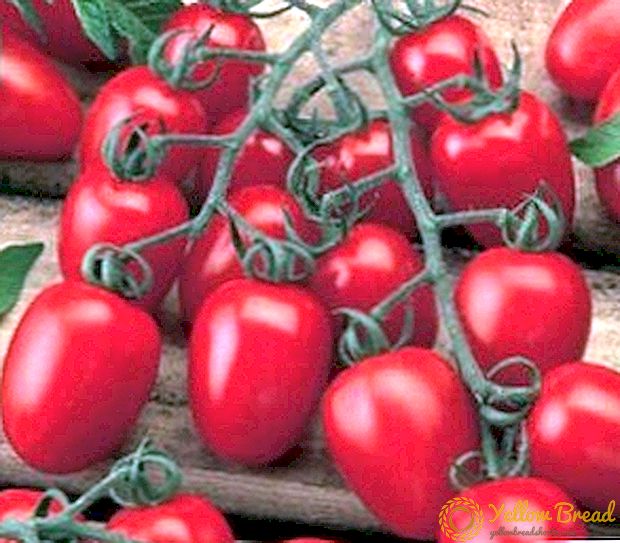 الطماطم الصغيرة بنكهة السكر - الطماطم F1 Nastya Slastena
