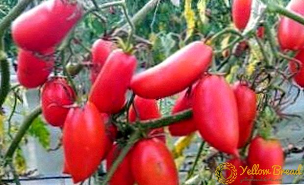 Đa dạng thanh lịch không có lỗi - “Scarlet Candles” cà chua: mô tả và ảnh