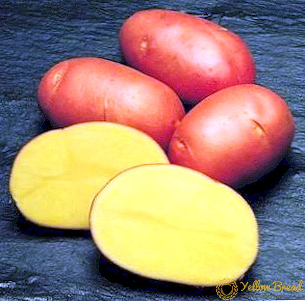 Hållbara och högavkastande potatis 