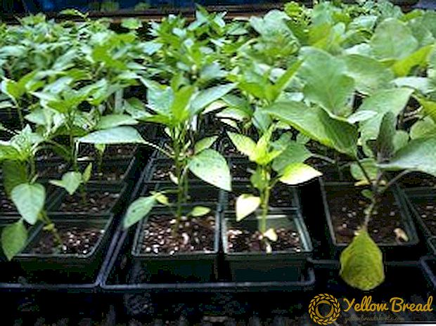 Mga sunud-sunod na tagubilin para sa lumalaking seedlings ng talong sa bahay na may larawan ng bawat yugto