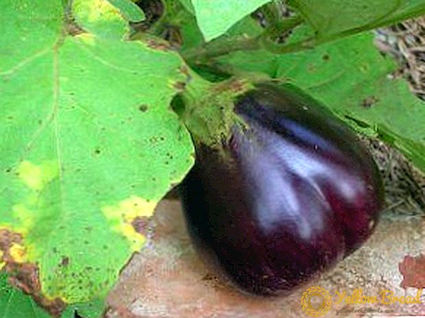 Patlıcan fidesi hastalıklarının nedenleri ve kontrolü: etkilenen bitkilerin fotoğrafları, önleyici tedbirler