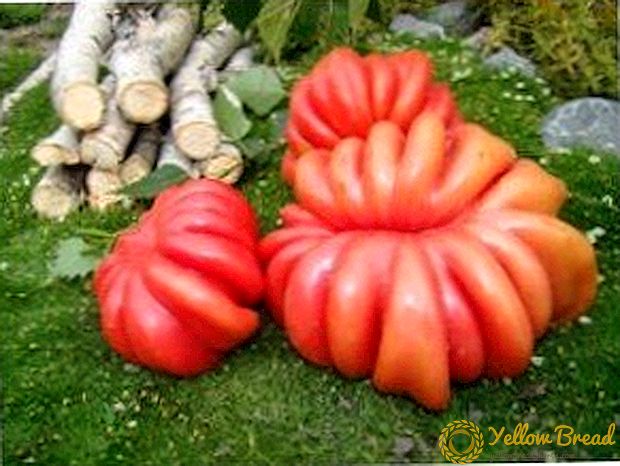 Tomato World Surprise - περιγραφή των χαρακτηριστικών της ποικιλίας τομάτας 