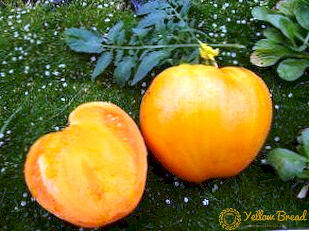 Sød sol i din have - beskrivelse og karakteristika af honningspas tomat