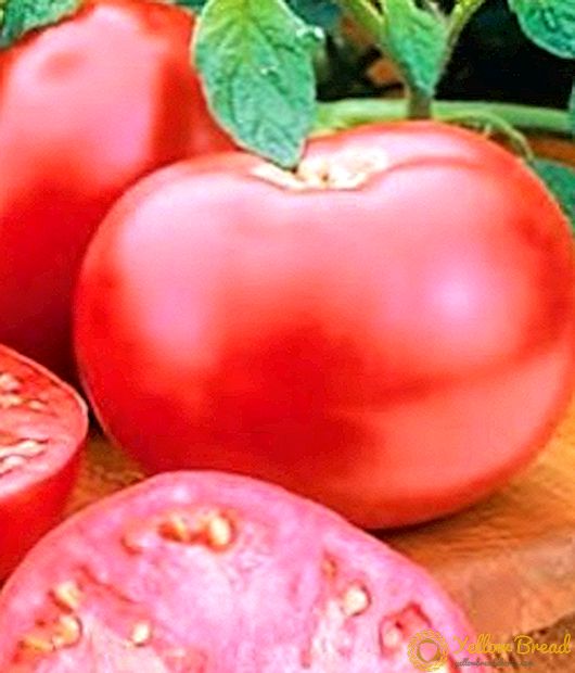 Pienk Pink Sweet Tomatoes - Beskrywing en eienskappe van F1 Hybrid