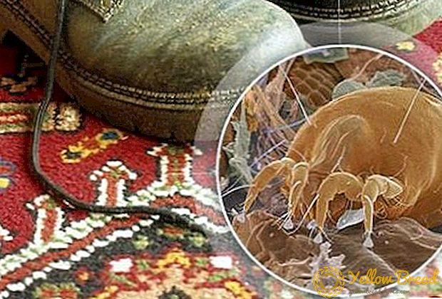 Symptoms of dust mite allergy and ways to combat it
