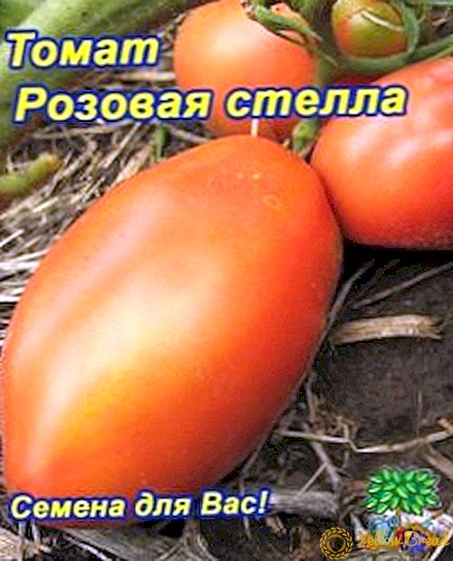 Garten- und Tischdeko - Sorte Pink Stella-Tomate: Beschreibung, Eigenschaften, Foto von Obst-Tomaten